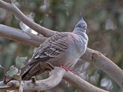 Crested Pigeon (Ocyphaps lophotes) 