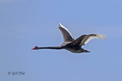 Black Swan (Cygnus atratus)