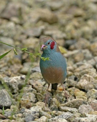 Red cheeked Cordon Bleu Finch (Uraeginthus bengalus)
