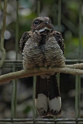 Large-tailed Nightjar (Caprimulgus macrurus)