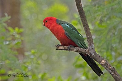 Australian King Parrot, Male (Alisteruus scapularis) 