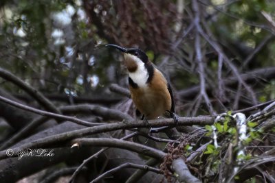 Southern Australia Birding 2019.