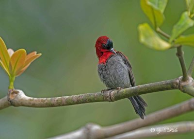 Crimson Sunbird, Male (Aethopyga siparaja)