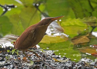 Cinnamon Bittern, Male (Ixobrychus cinnamomeus) 