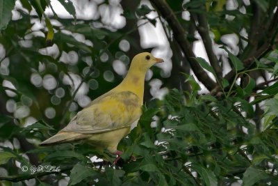 Leucistic Pink-necked Green Pigeon (Treron vernans)