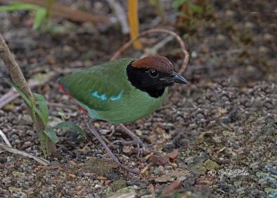 Hooded Pitta (Pitta sordida)