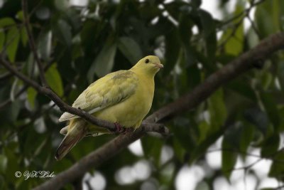 Leucistic Pink-necked Green Pigeon  (Treron vernans)