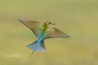 Blue-tailed Bee-eater (Merops philippinus) 