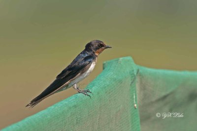 Pacific Swallow (Hirundo tabitica)