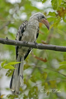 Northern Red-Billed Hornbill (Tockuserythrorhynchus)
