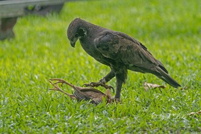 Changeable Hawk Eagle, Dark Morphs (Nisaetus cirrhatus)