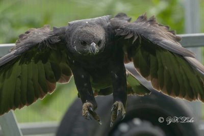 Changeable Hawk Eagle, Dark Morphs (Nisaetus cirrhatus)