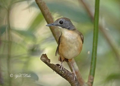 Short-tailed Babbler (Pellorneum malaccense) 