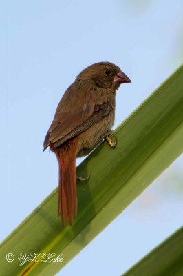 Northern Territory Australia Birding July-Aug 2018 Trip. 
