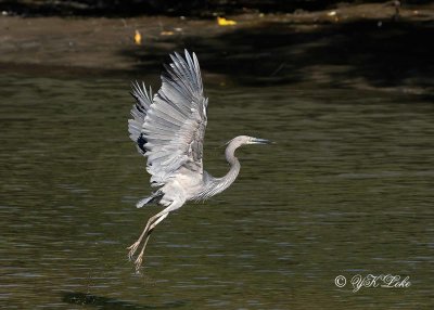Great Billed Heron (Ardea sumatrana)