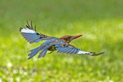  Ugly molting White breasted Kingfisher (Halcyon smyrnensis)