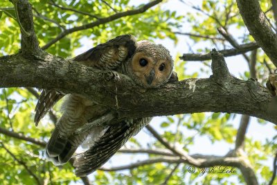 Spotted Wood Owl, Juvenile, Strix seloputo,