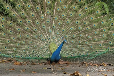 Indian Peacock, Male, Pavo cristayus