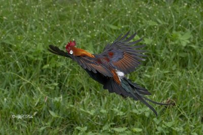 Red junglefowls, Male (Gallus gallus)