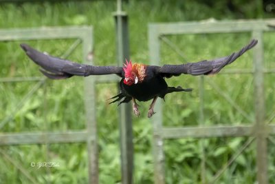 Red junglefowls, Male (Gallus gallus)