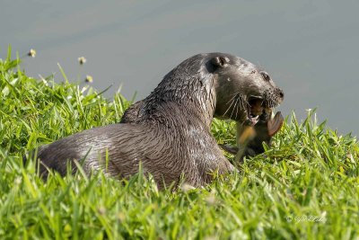 Smooth-coated Otter (Lutrogale perspicillata)