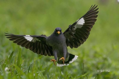 Javan myna (Acridotheres javanicus)