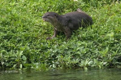 Smooth coated Otter (Lutrogale perspicillata)