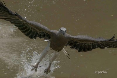 Grey-headed Fish Eagle (Ichthyophaga ichthyaetus) 