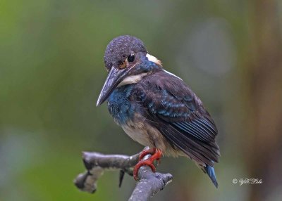 Blue-banded kingfisher (Alcedo euryzona) Male.
