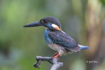 Blue-banded kingfisher, Male (Alcedo euryzona) 