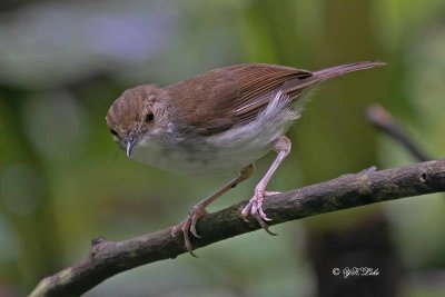 White-chested Babbler (tricbastoma rostratum)