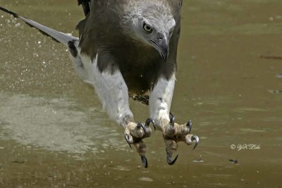 Grey-headed fish eagle (Haliaeetus ichthyaetus) 