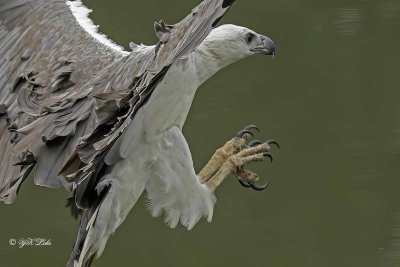 White-bellied sea eagle (Haliaeetus leucogaster)