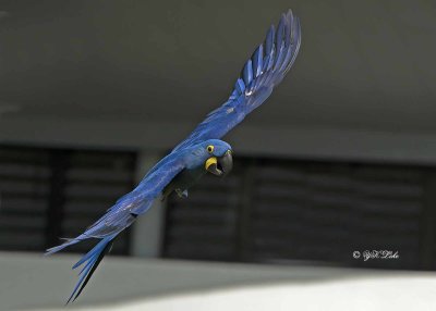 Hyacinth Macaw (Anodorhynchus hyacinthinus)