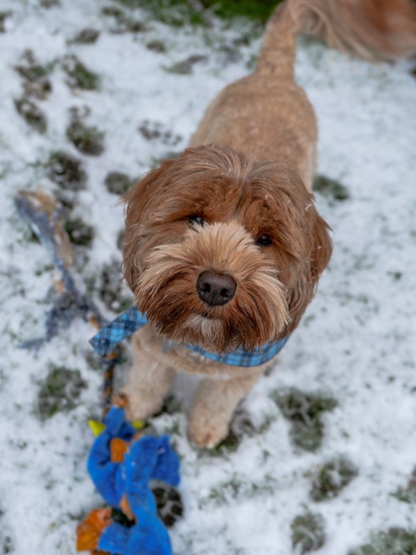 snow_day_March_6_2019_IMG_8473.jpeg