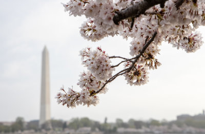 Cherry_Blossom_Time_Washington_DC_vs_6_Joan_April_6_20191443.jpg