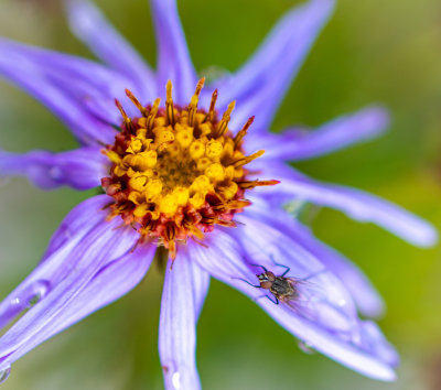 Crop_Wildflowers_fly_and_purple_flower_August_3_20192832.jpg