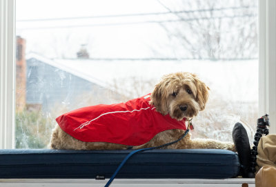 February 7 - Mac waiting to go to Ruffin Wranglers .jpeg