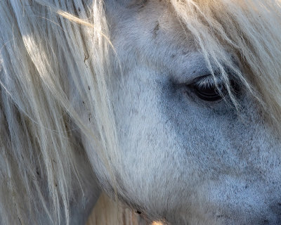 July 1 2022  edit July 6 R0001558 x2 close up of horse across the street -.jpg