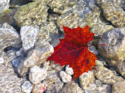 Leaf in creek