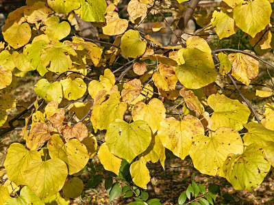 Yellow leaves