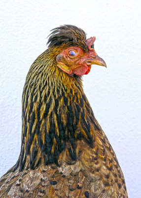 Island Chicken 