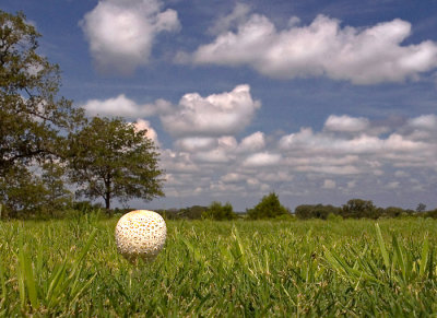 Fore! Mushroom masquerading as golf ball.