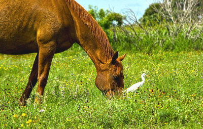 Ol' Red and egret 