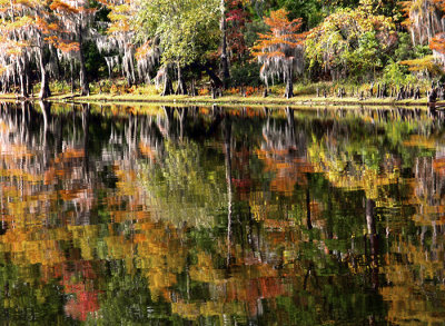 Trees on the bayou 