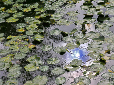 lily pads and sun reflection 