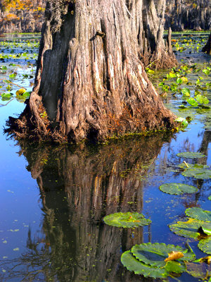 Reflection with lily pads 