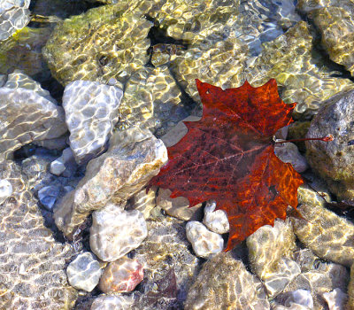 Leaf under water 