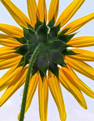 Back side of sunflower 