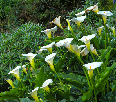 calla lilies 